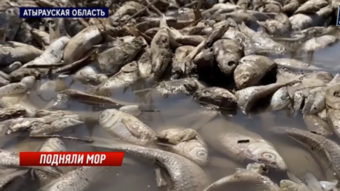 Тонны мертвых воблы и леща обнаружили в Атырауской области
                30 апреля 2022, 02:35