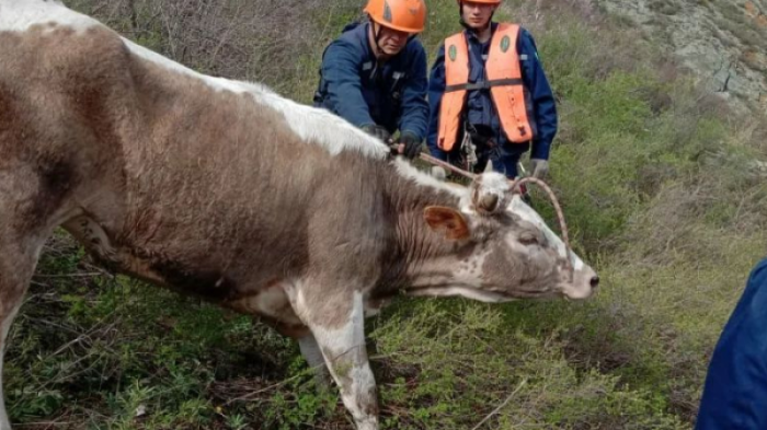Спасатели в ВКО помогли корове спуститься со скалы
                01 мая 2022, 20:03