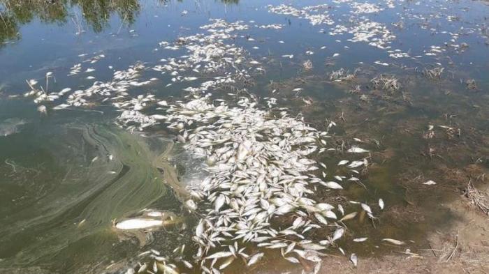 Полтонны мертвой рыбы собрали в озере в Атырауской области
                02 мая 2022, 15:24