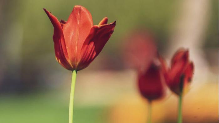 Поля краснокнижных тюльпанов показали сотрудники Наурзумского заповедника
                03 мая 2022, 01:21