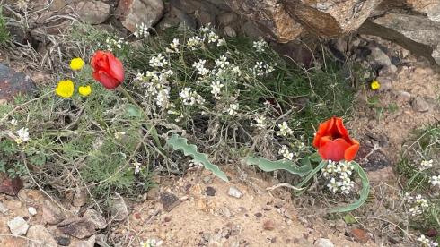 Беречь красоту природы: Фестиваль тюльпанов прошёл в Балхаше