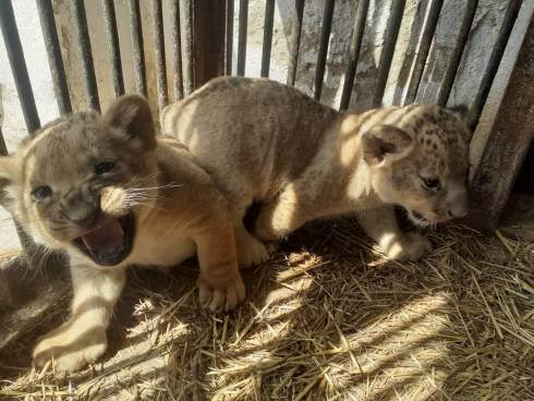 Бэби-бум в карагандинском зоопарке: на свет появились львята