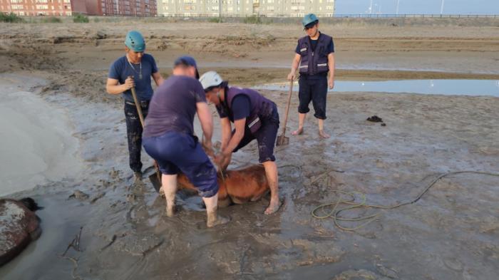 Увязших в грязи лошадей спасли в Кызылординской области
                06 мая 2022, 11:06