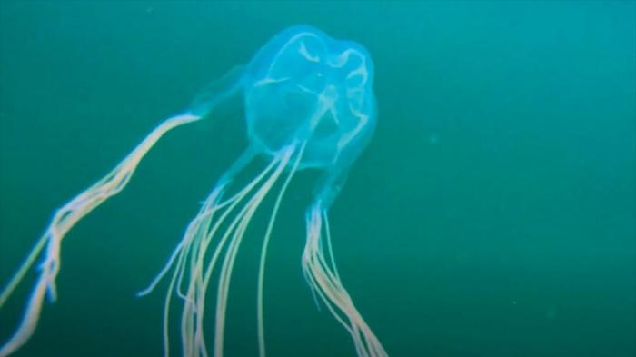 Новый вид ядовитых медуз нашли в Австралии
                06 мая 2022, 19:52