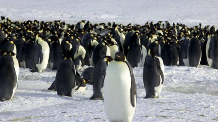 Императорским пингвинам предрекли скорое исчезновение
                08 мая 2022, 05:30