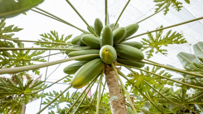 Самое высокое в мире дерево папайи найдено в Бразилии
                11 мая 2022, 12:21