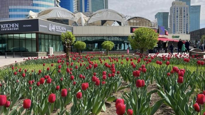 Тюльпаны расцвели в Нур-Султане
                11 мая 2022, 13:25