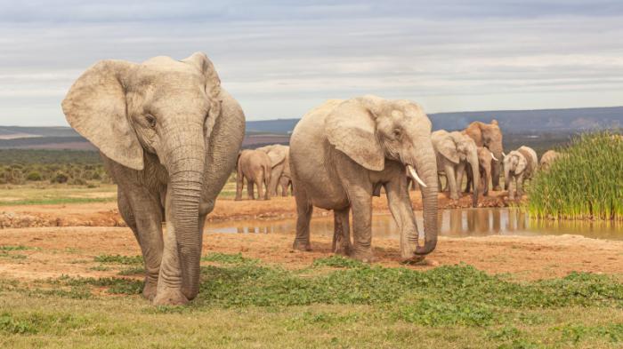 Около 60 человек за год убили слоны в Зимбабве
                11 мая 2022, 20:02