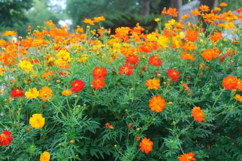 В Караганде к лету высадят более 6 000 многолетних цветов и почти 500 тысяч однолетних