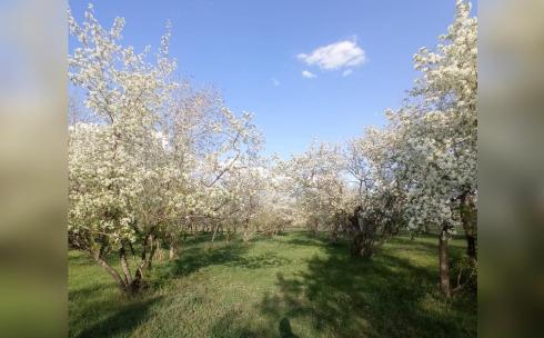 Жителей поселка Уштобе возмущает, что яблоневые сады находятся в частной собственности