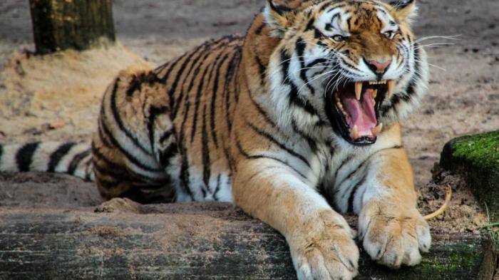 Двое посетителей алматинского зоопарка зашли за ограждения и дразнили тигра
                14 мая 2022, 08:11