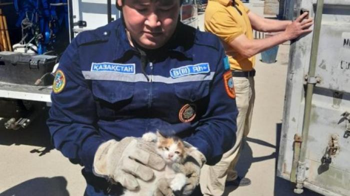 Спасатели помогли котенку в Актау
                14 мая 2022, 15:36