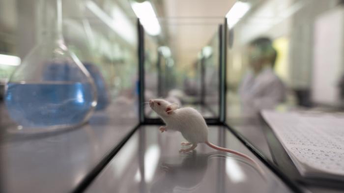 Антивозрастной гормон нашли в тканях мыши
                16 мая 2022, 16:31