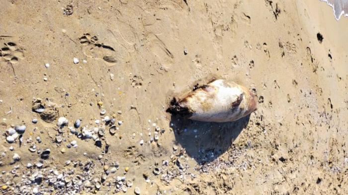 Еще несколько мертвых тюленей нашли на берегу Каспия
                19 мая 2022, 10:06