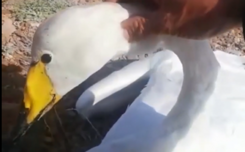 Карагандинский зоопарк спасает больного лебедя, найденного в Балхаше