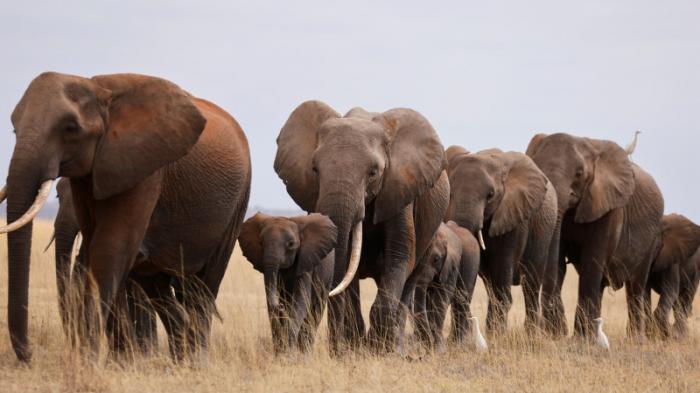 Более 70 слонов погибли из-за засухи в Кении
                20 мая 2022, 10:05