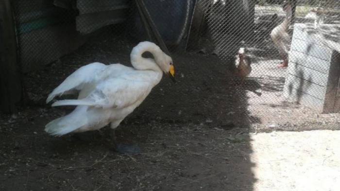 Раненого краснокнижного лебедя-кликуна нашли на трассе Караганда - Балхаш
                20 мая 2022, 10:23