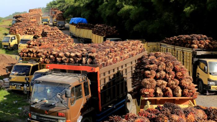 Индонезия снова разрешит экспорт пальмового масла
                20 мая 2022, 17:38