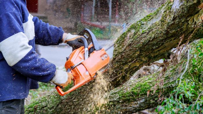 В Алматы участились случаи падения больших деревьев: 84 628 признаны аварийными
                24 мая 2022, 08:32