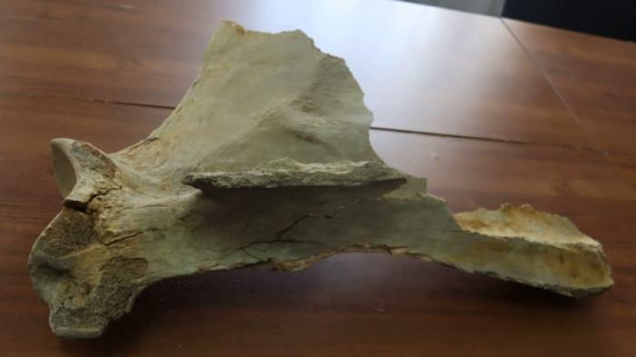 Фрагмент скелета мамонта нашли недалеко от Костаная
                26 мая 2022, 00:30