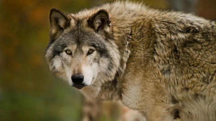 Волки нападают на домашний скот в ЗКО
                26 мая 2022, 03:30