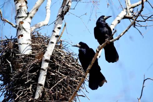 В Караганде наказали заказчика подрезки деревьев вместе с птичьими гнездами и птенцами