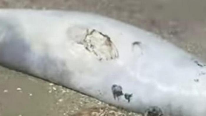 Мертвого тюленя обнаружил житель Актау на Каспии
                28 мая 2022, 12:54