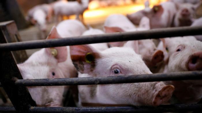 Первую в мире вакцину против африканской чумы свиней создали во Вьетнаме
                01 июня 2022, 20:00