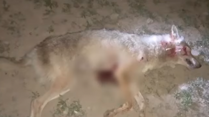 Волчица напала на село в Западно-Казахстанской области
                03 июня 2022, 02:50