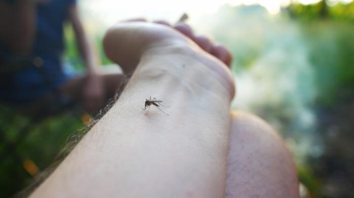 Ученые открыли новый метод против лекарственно-устойчивой малярии
                03 июня 2022, 18:17