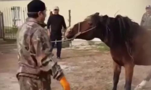 «Необычный борец» повалил взрослую лошадь одной рукой в Казахстане. Видео