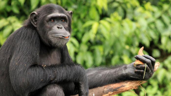 Ученые создали первую генетическую карту шимпанзе
                06 июня 2022, 19:32