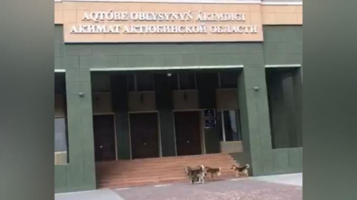 Видео с бродячими собаками у акимата Актюбинской области появилось в сети
                11 июня 2022, 11:04