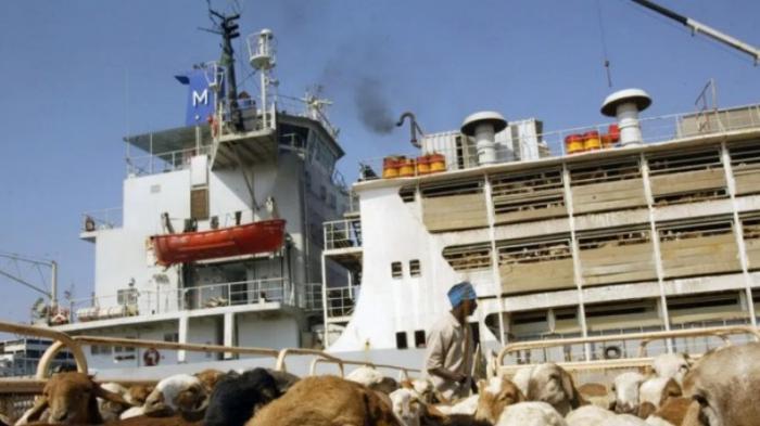 В Судане затонуло судно с тысячами овец
                12 июня 2022, 20:33