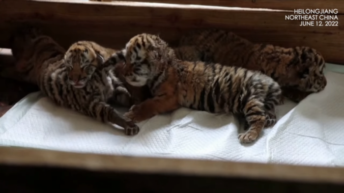 Четыре сибирских тигренка родились в Китае
                14 июня 2022, 19:13