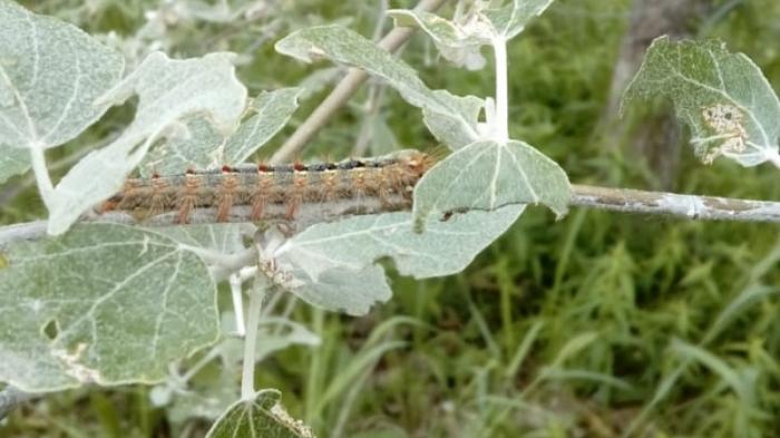 Нашествием гусениц обеспокоены жители Павлодарской области
                14 июня 2022, 20:09