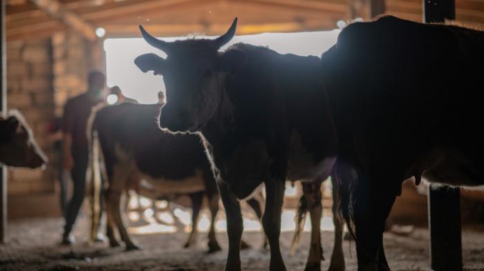 Падеж скота от неизвестной болезни произошел в Карагандинской области
                15 июня 2022, 12:09