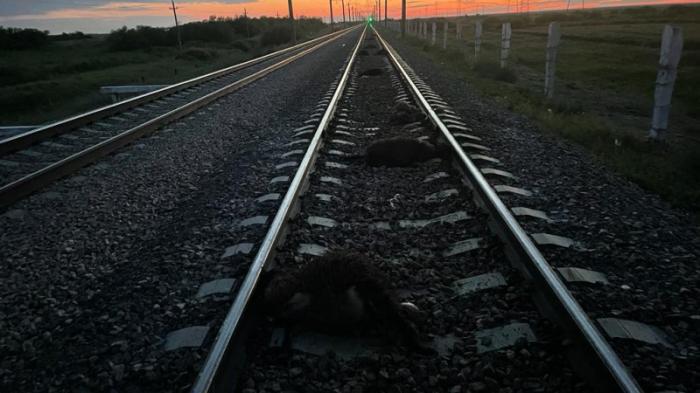 Грузовой поезд сбил отару овец в Акмолинской области
                18 июня 2022, 14:44