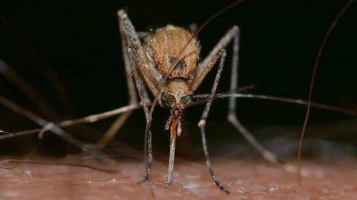 Раскрыт самый привлекательный для комаров тип людей
                19 июня 2022, 09:58
