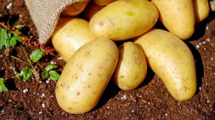 Гастроэнтеролог предупредил о ядовитой части картофеля
                19 июня 2022, 11:52