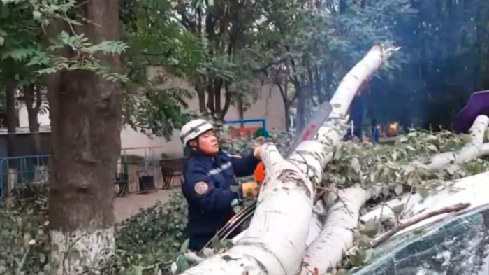15-метровое дерево упало на припаркованный автомобиль в Шымкенте
                20 июня 2022, 23:08