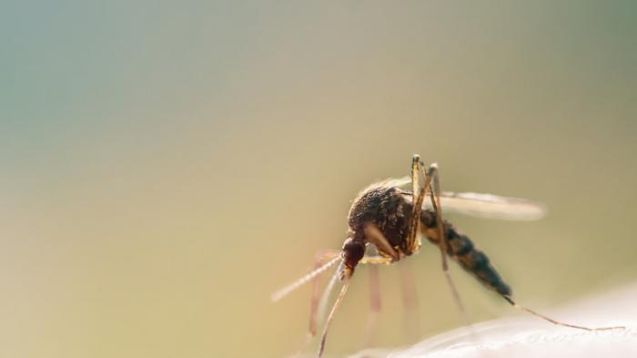 На нашествие комаров жалуются жители Конаева
                21 июня 2022, 16:51