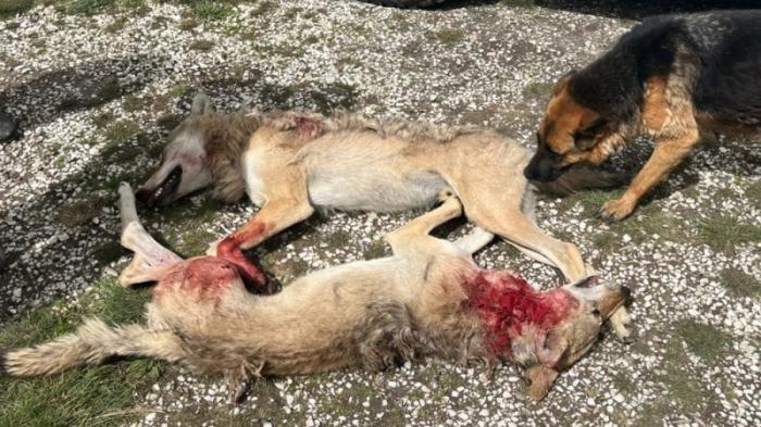 В Кыргызстане застрелили двух волков, используя редкий способ охоты
                27 июня 2022, 03:12