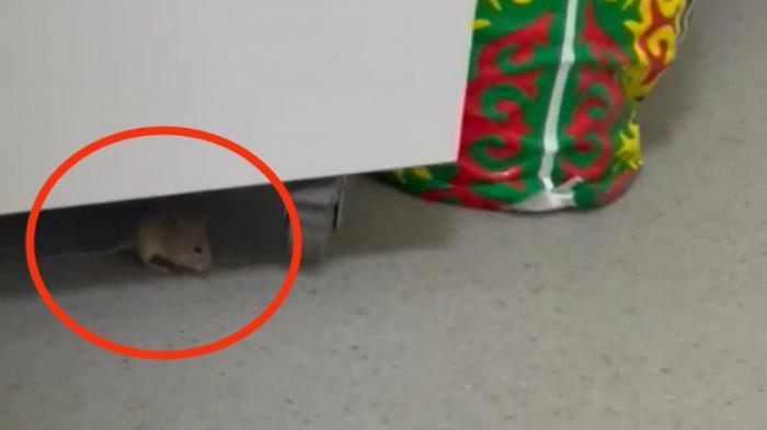 Мыши в детской инфекционной больнице возмутили пациентов в Актау
                28 июня 2022, 02:30