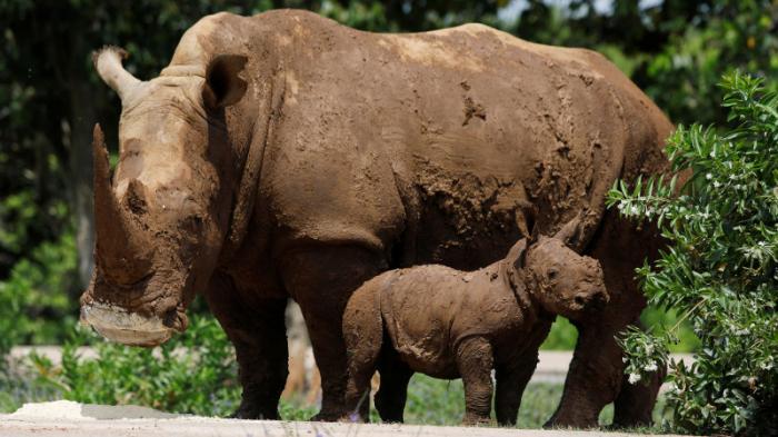 Редкий белый носорог родился в зоопарке Кубы
                28 июня 2022, 11:35