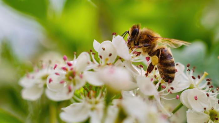 Ученые нашли способ спасти пчел от вымирания
                28 июня 2022, 13:43