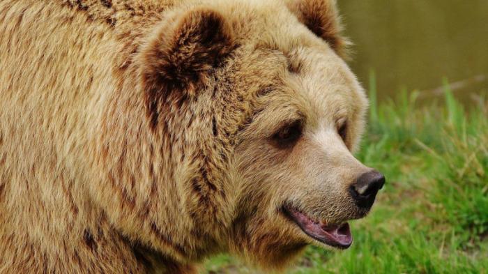 Медведи нападают на пасеки и домашний скот в ВКО
                01 июля 2022, 03:30