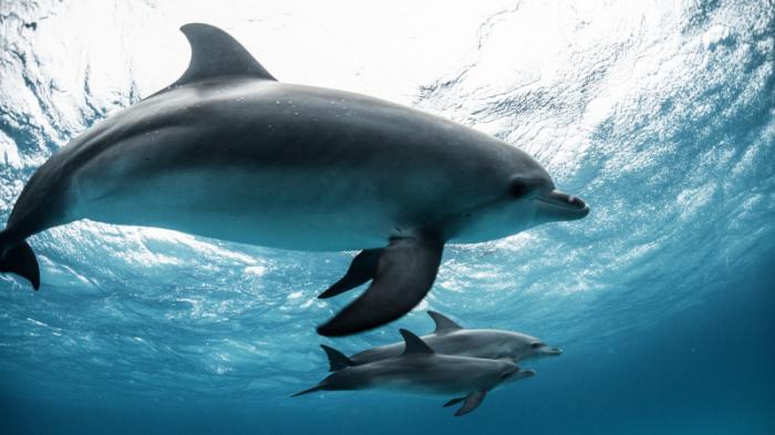 Фарерские острова ограничат охоту на дельфинов
                11 июля 2022, 11:31