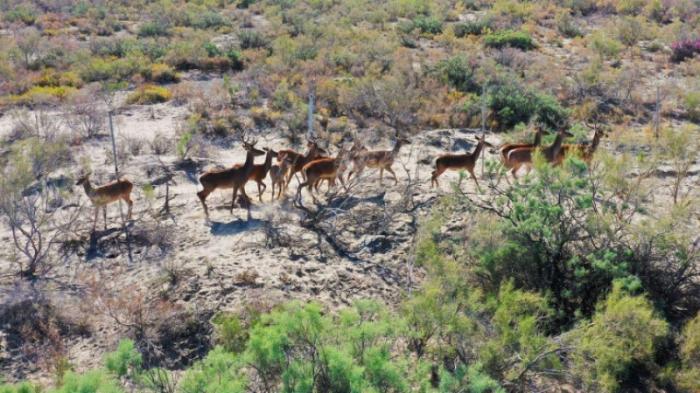 Более 60 краснокнижных оленей выпустили в дикую природу близ Балхаша
                11 июля 2022, 20:34