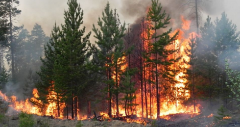 Пожароопасный период в Карагандинской области: на 20% выросло число лесных возгораний